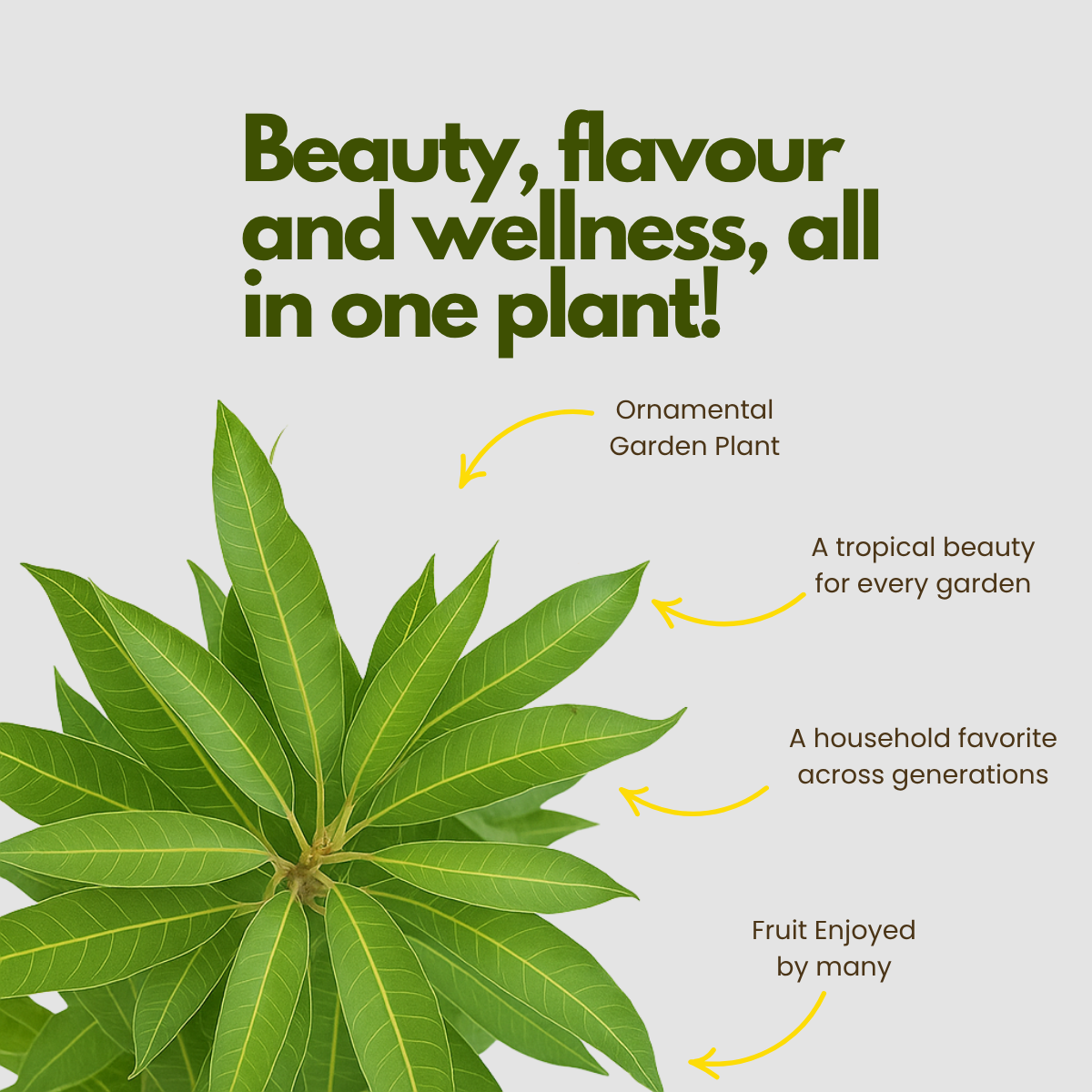 Alphonso Mango Tree Plant – Authentic Hapus for Your Home Garden