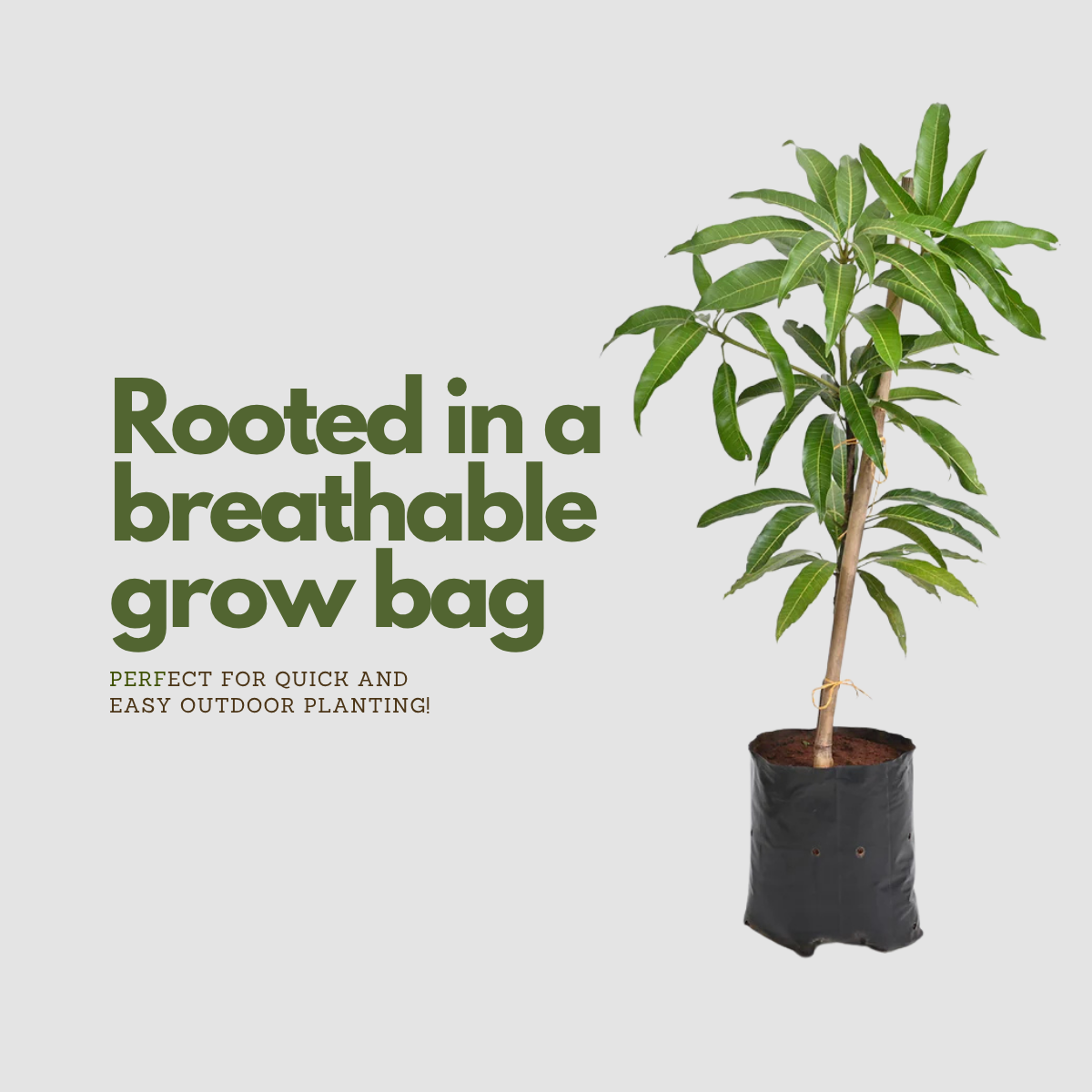 Alphonso Mango Tree Plant – Authentic Hapus for Your Home Garden